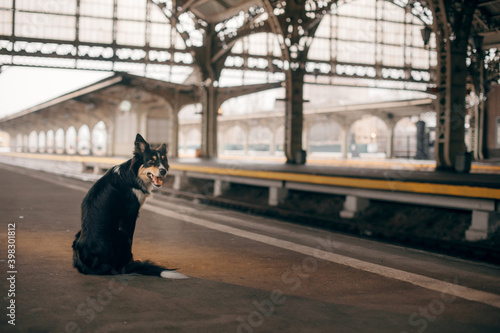 dog at the train station in winter. border collie. traveling with a pet
