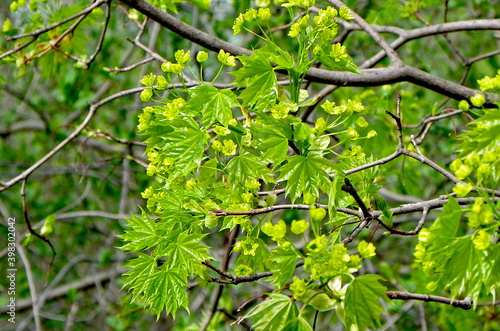 green leaves in spring