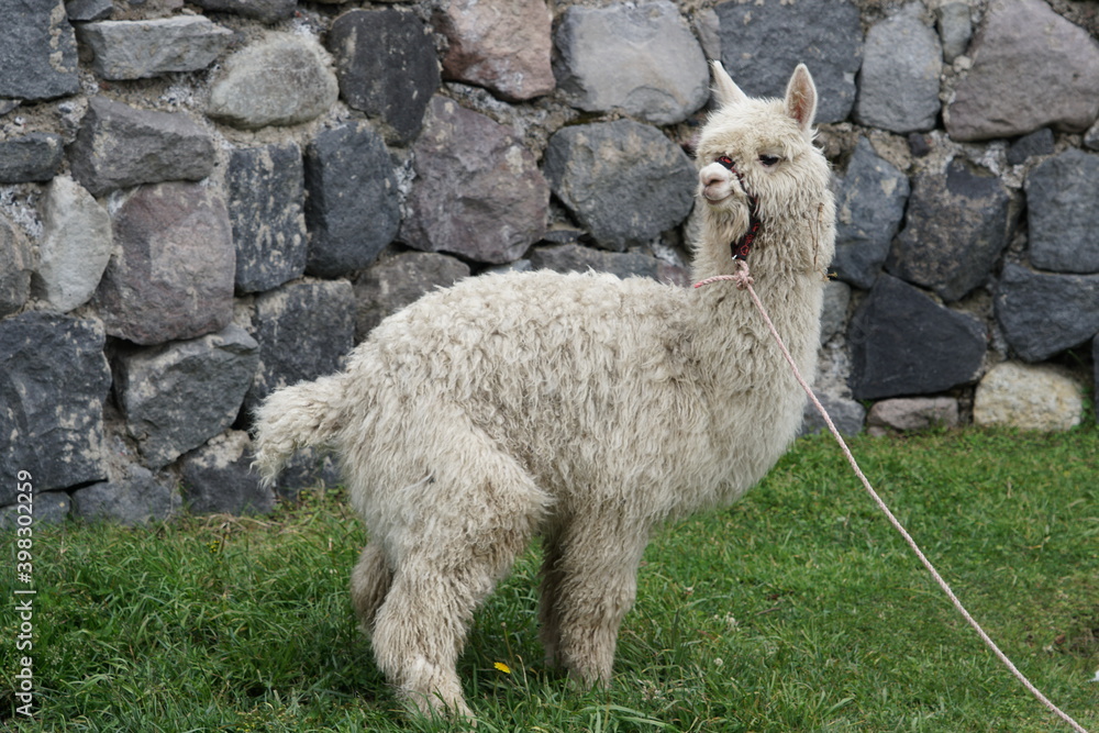 Obraz premium ecuador, quilotoa, volcano
