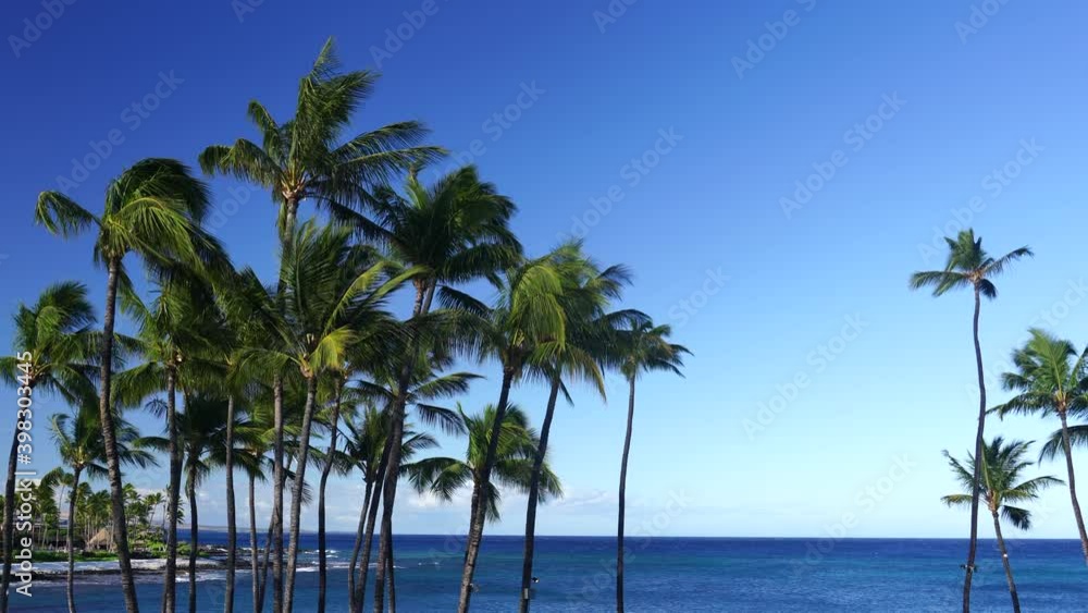 Palm trees and volcanic beach in Big Island Hawaii Palm trees and volcanic beach in Big Island Hawaii
