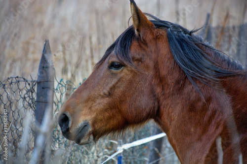 Brązowy koń z czarną grzywą. Widoczna tyko głowa i szyja konia.