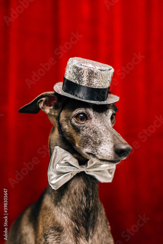 Dog portrait with bowtie