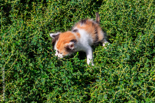 Small kitten on green grass on meadow