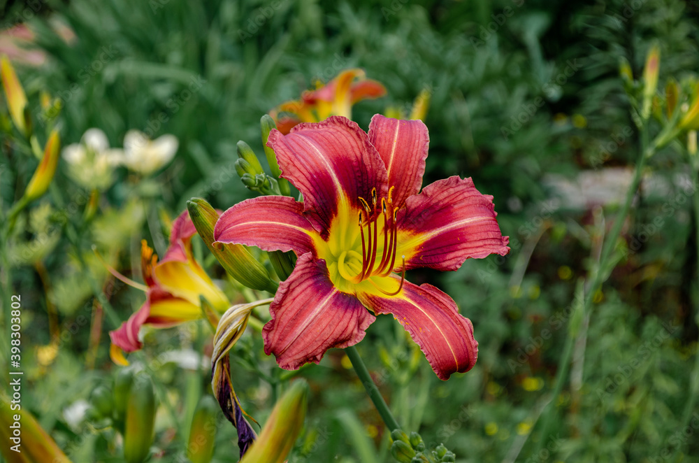 Fototapeta premium Inflorescences of daylilies on a green background