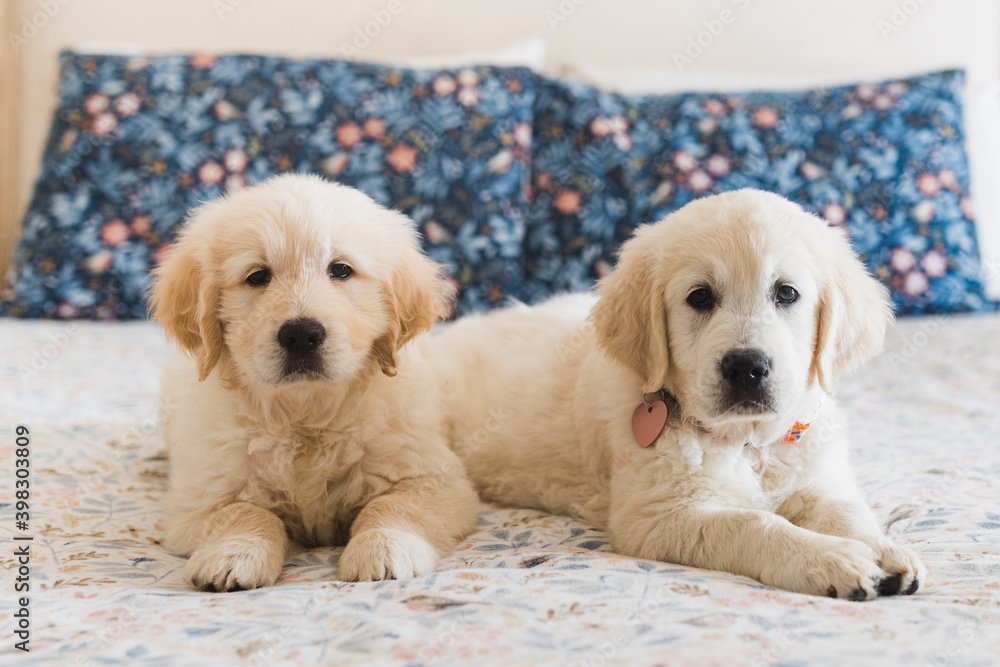 Golden retriever puppies Golden retriever puppies