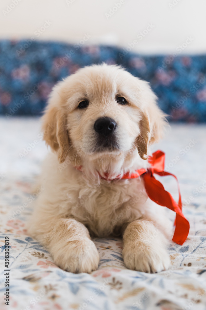 Golden top retriever bow