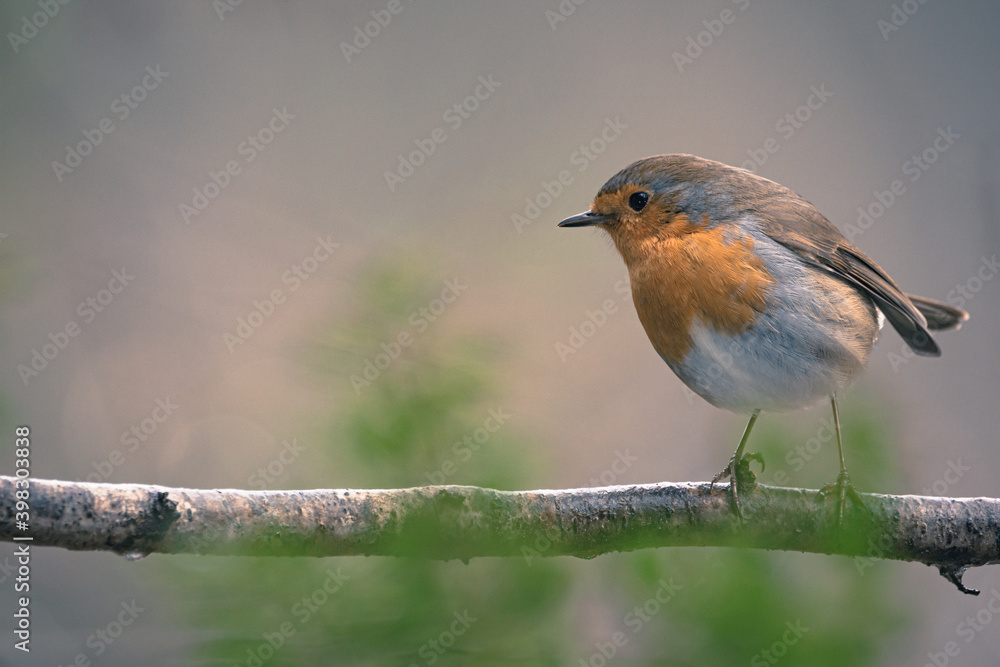 European Robin (Erithacus rubecula) in the forest
European Robin (Erithacus rubecula) in the forest