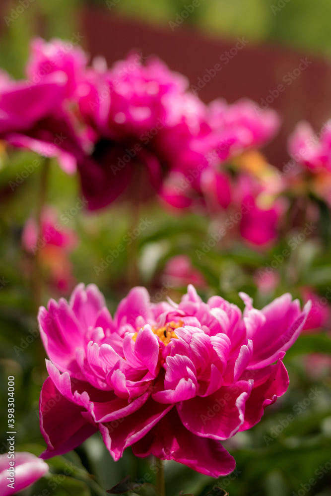 beautiful pink flowers in summer sunny day beautiful pink flowers in summer sunny day