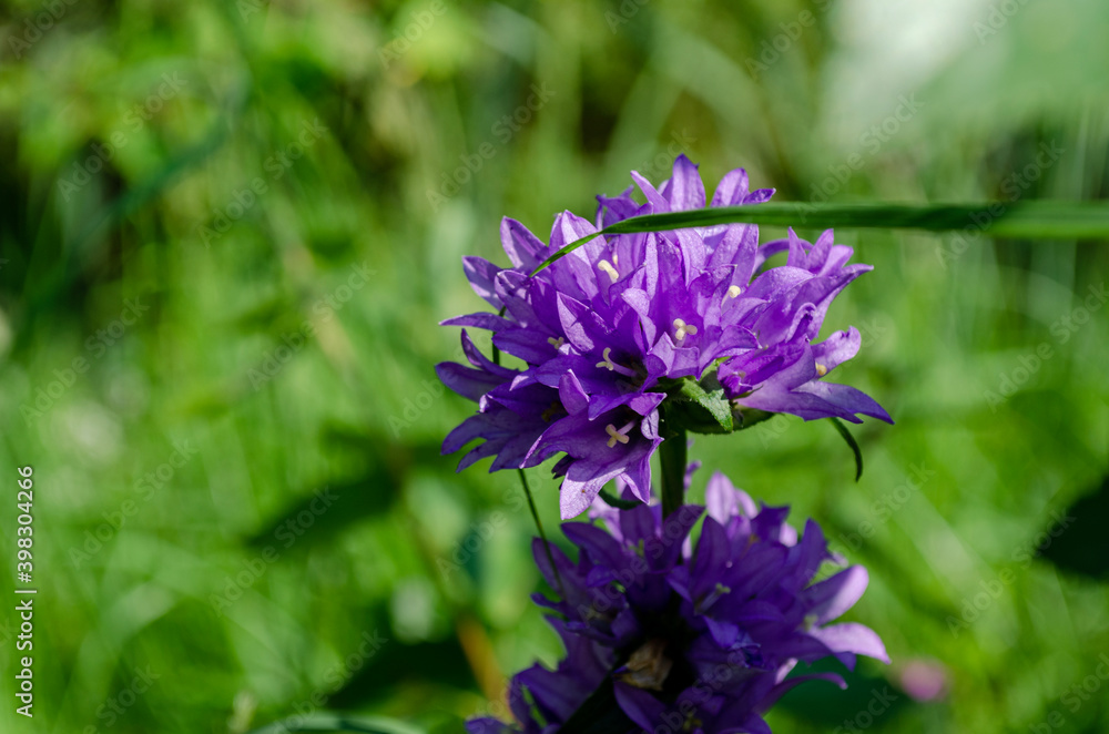 Grass Inflorescence Examples Inflorescence glomerular bell on a background of green grass in the ...