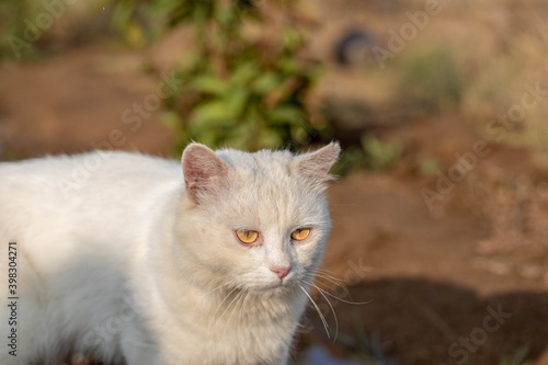 White cat with yellow eyes