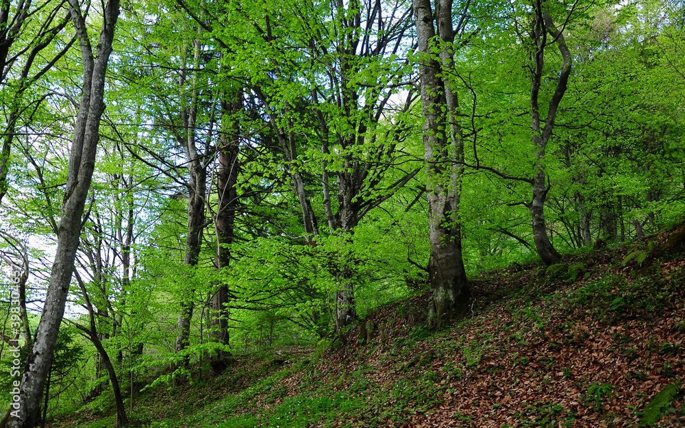 Sunny beech woods. Spring season, bright green leaves cover the trees. Fagaras mountains, Carpathia, Romania. Sunny beech woods. Spring season, bright green leaves cover the trees. Fagaras mountains, Carpathia, Romania.