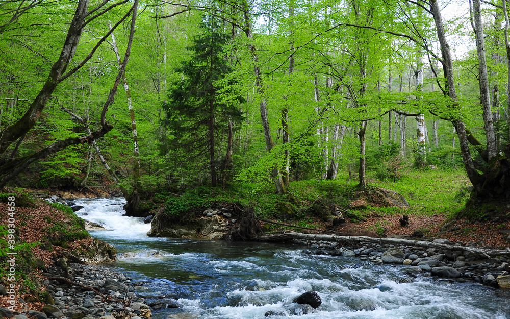 Rapid waterfalls on Avrig river. Spring season, all trees are colored in seasonal bright green leaves. Fagaras Massif, Carpathia, Romania Rapid waterfalls on Avrig river. Spring season, all trees are colored in seasonal bright green leaves. Fagaras Massif, Carpathia, Romania