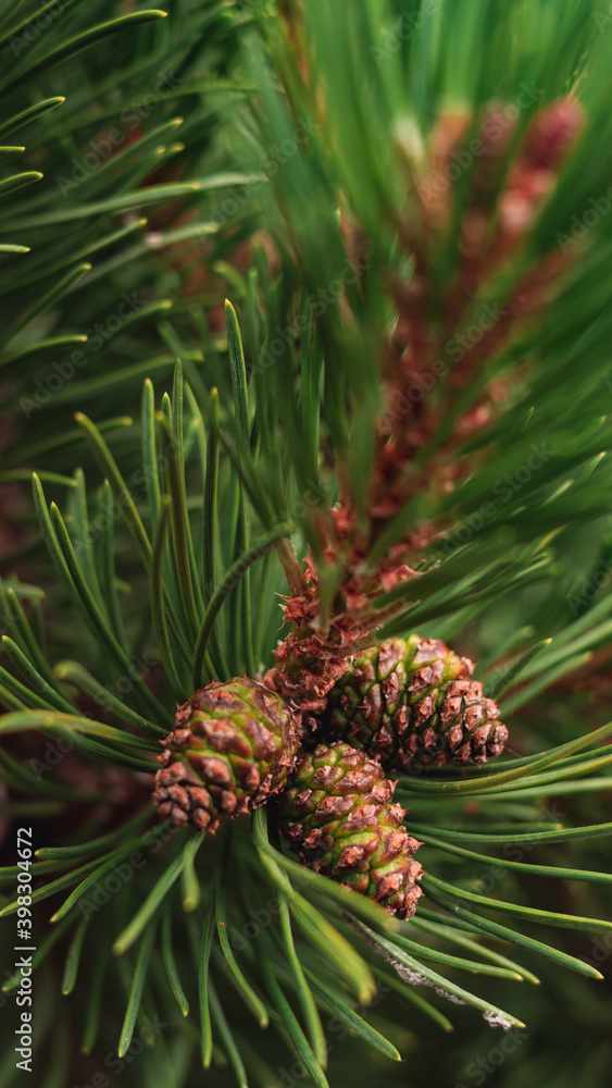 Close-up of small conifer branch with three pine cones Close-up of small conifer branch with three pine cones