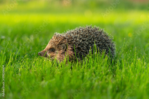 Little hedgehog in green grass eating. Close up view. Wildlife nature concept.