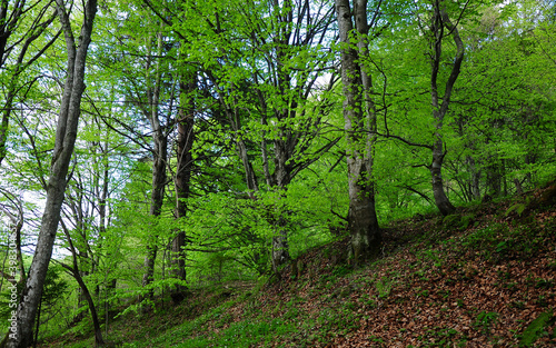 Sunny beech woods. Spring season, bright green leaves cover the trees. Fagaras mountains, Carpathia, Romania. © Alexandru V