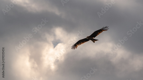 Kite glides in the cloudy sky