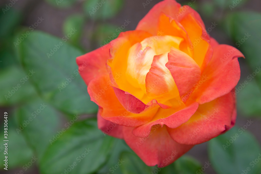 Large yellow orange red rose close-up on a background of green leaves.