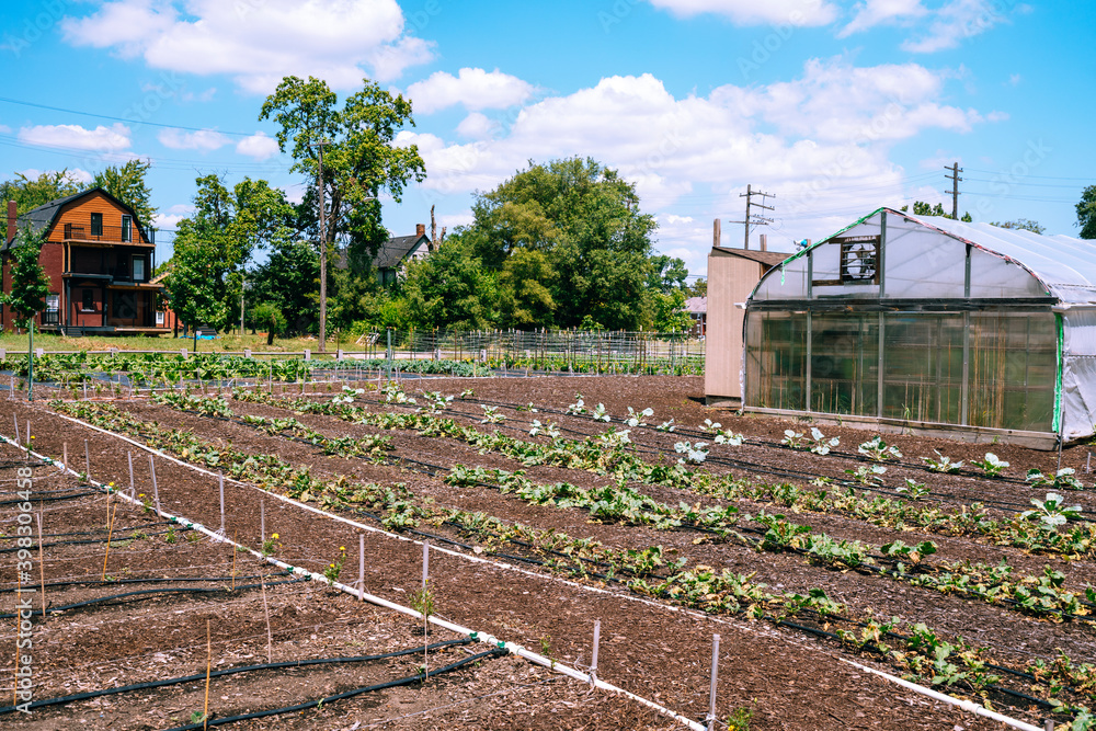Urban gardening in Detroit Michigan USA