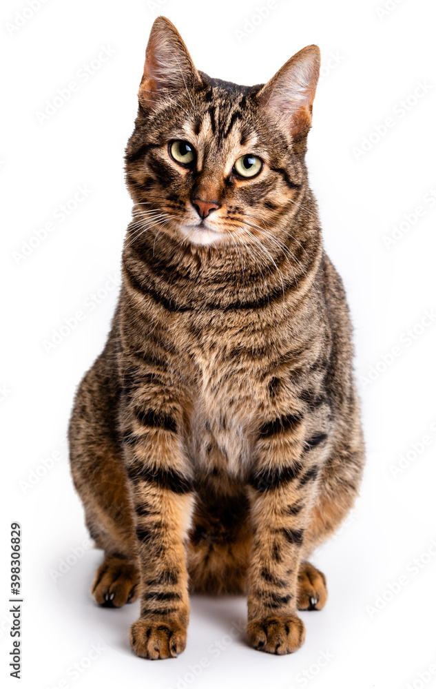 Tabby cat with short hair. Isolate on white background Tabby cat with short hair. Isolate on white background
