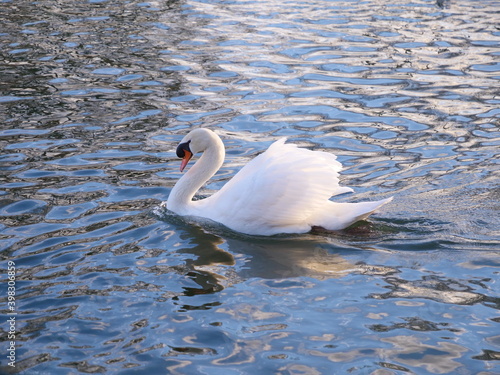 A swan in a lake in Paris.