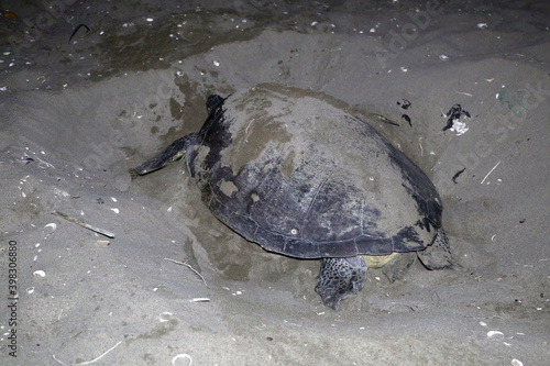 Chelonia mydas laying her eggs and covering her nest on the beach at night.