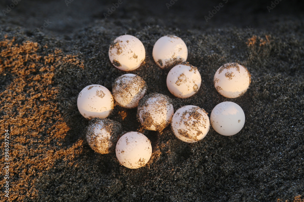 Chelonia mydas laying her eggs and covering her nest on the beach at night. Chelonia mydas laying her eggs and covering her nest on the beach at night.