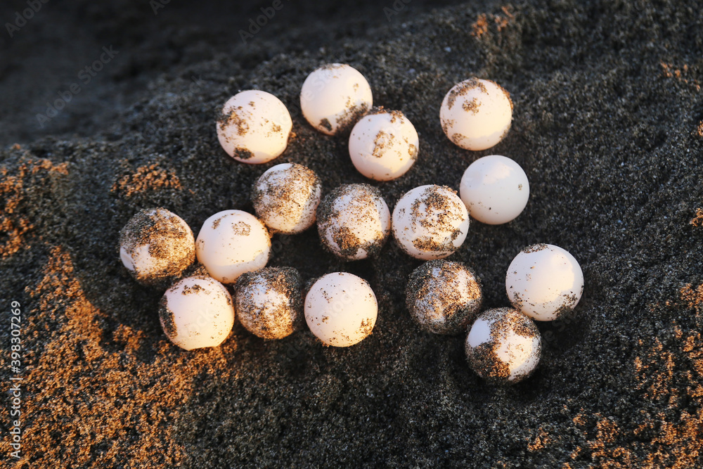 Chelonia mydas laying her eggs and covering her nest on the beach at night. Chelonia mydas laying her eggs and covering her nest on the beach at night.