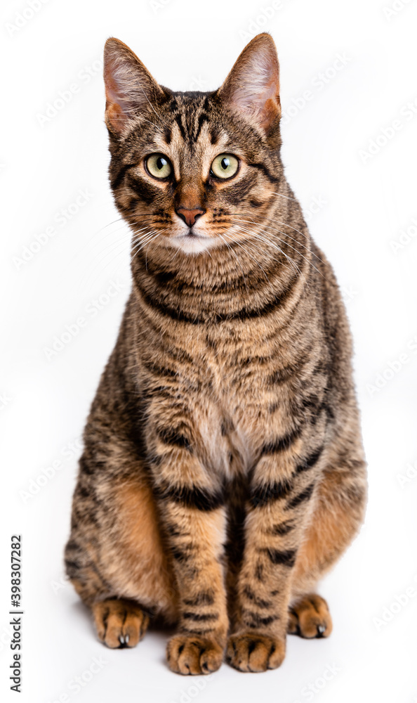 Tabby cat with short hair. Isolate on white background Tabby cat with short hair. Isolate on white background