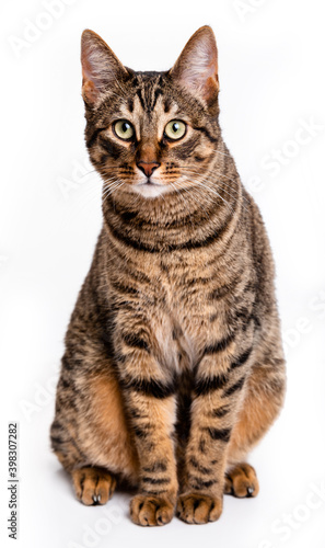  Tabby cat with short hair. Isolate on white background