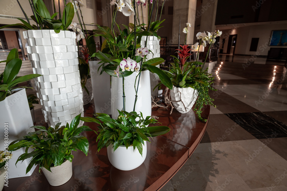 Many pot flowers in the interior of the hall