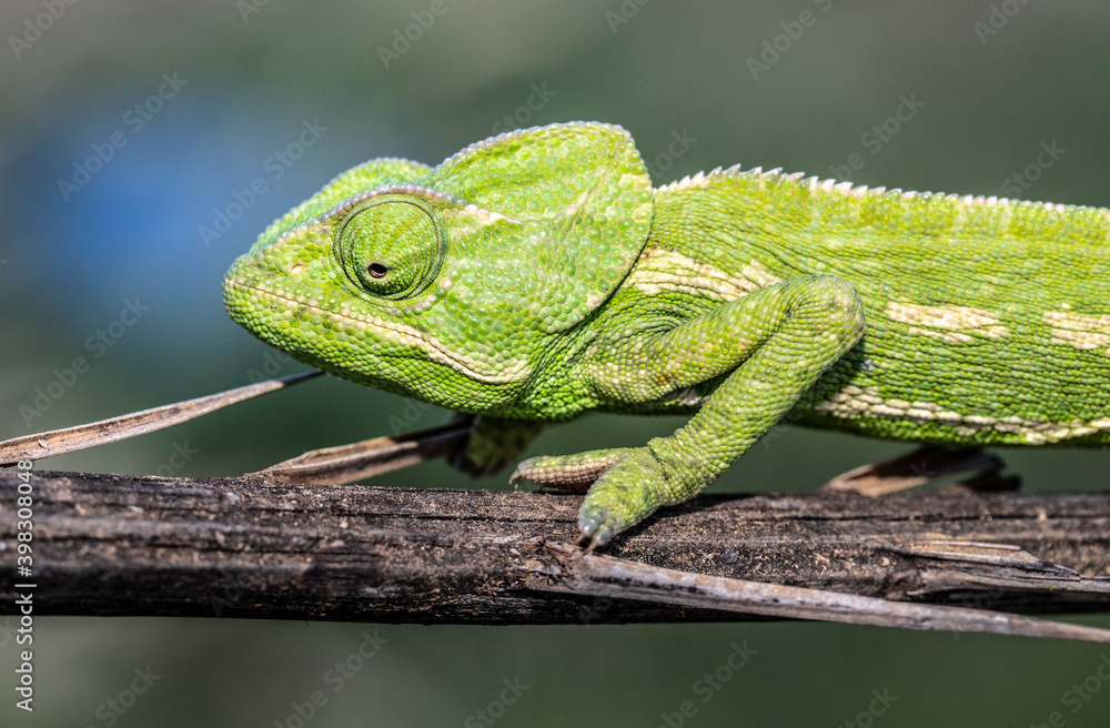 Obraz premium Chameleons are endemic