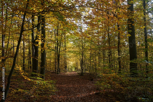 The "Dresdner Heide" in autumn. The Dresden Heath is a large forest in the city and an important recreation area. 