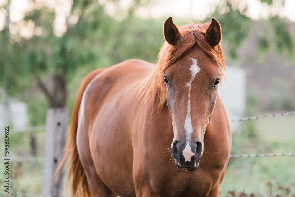 Arabian mare up close Arabian mare up close