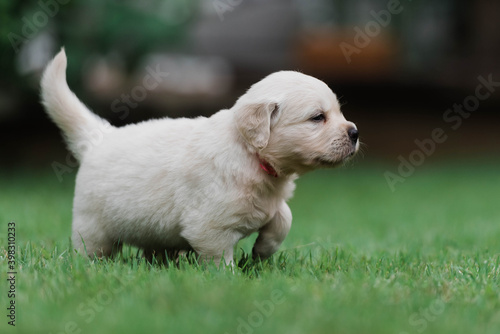 puppy prancing