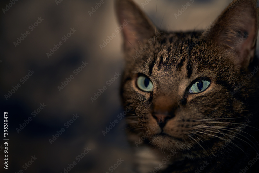 The art cat. Sneaky little animal always up to something. He is kind. The art cat. Sneaky little animal always up to something. He is kind.