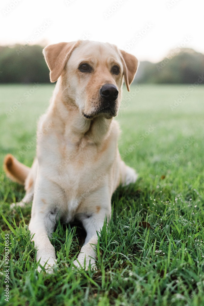 Labrador laying alert Labrador laying alert
