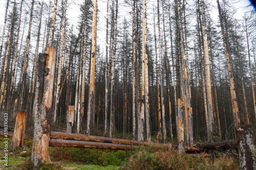 Fototapeta Naklejka Na Ścianę i Meble -  Catastrophic forest dying in Germany. Reason is climate change, dryness and immense reproduction of the bark beetles. Near Torfhaus, Harz Brocken moutain, Northern Germany.
