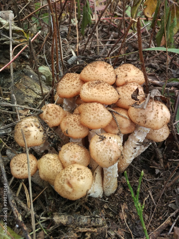 mushrooms in the woods,honey agaric mushrooms in the woods,honey agaric