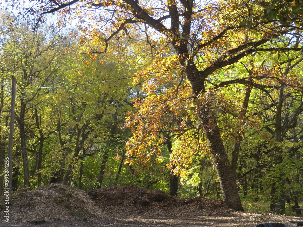 Naklejka premium Autumn Trees