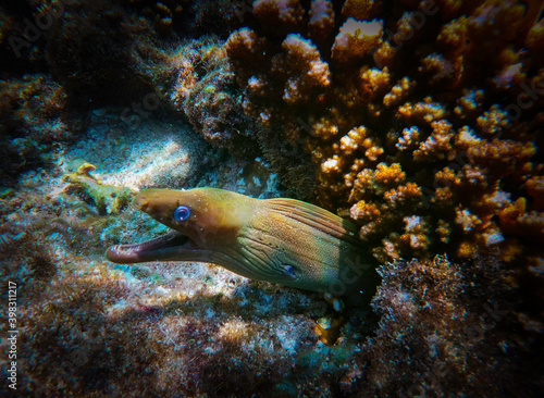 Hermosa anguila morena en los corales de la playa El Saltito en Baja California Sur, Mexico.
