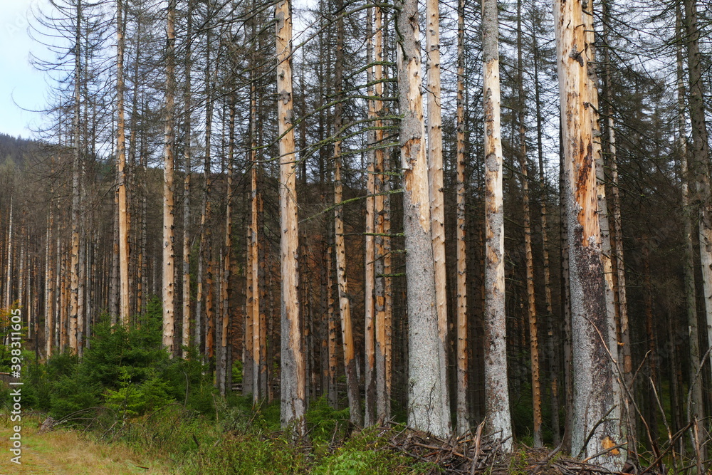 Catastrophic forest dying in Germany. Reason is climate change, dryness and immense reproduction of the bark beetles. Near Torfhaus, Harz Brocken moutain, Northern Germany. Catastrophic forest dying in Germany. Reason is climate change, dryness and immense reproduction of the bark beetles. Near Torfhaus, Harz Brocken moutain, Northern Germany.