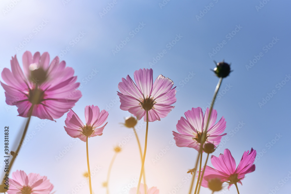 Close up beautiful pink Cosmos flower bright sunshine day in blue sky and garden background