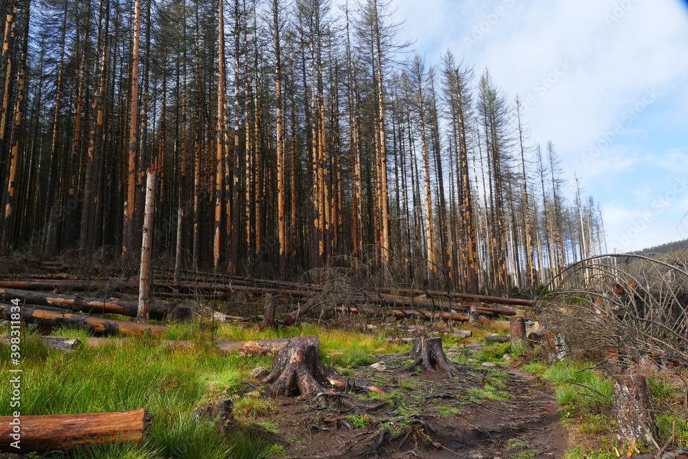 Obraz premium Catastrophic forest dying in Germany. Reason is climate change, dryness and immense reproduction of the bark beetles. Near Torfhaus, Harz Brocken moutain, Northern Germany.