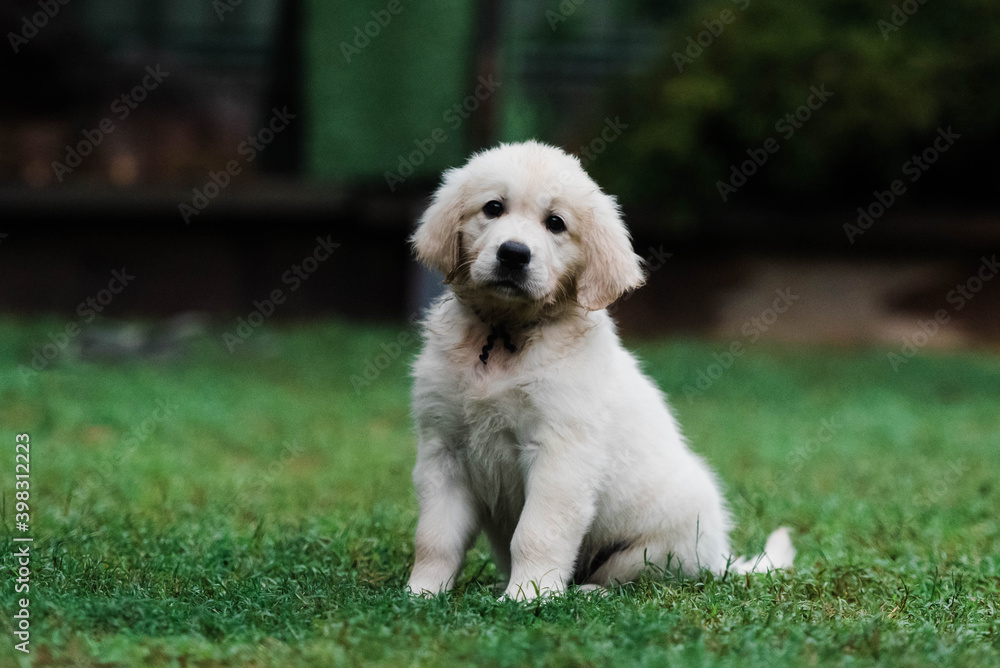 Golden retriever puppy sitting