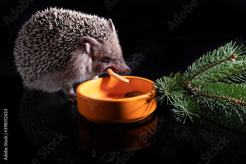 European pygmy hedgehog eats worms from a red bowl