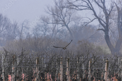 Wallpaper Mural hawk flies in the vineyards between the trees with fog Torontodigital.ca