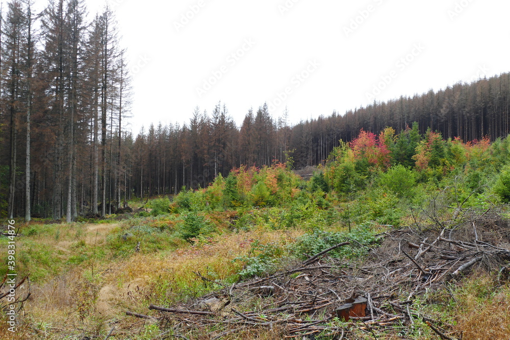 Catastrophic forest dying in Germany. Reason is climate change, dryness and immense reproduction of the bark beetles. Near Torfhaus, Harz Brocken moutain, Northern Germany. Catastrophic forest dying in Germany. Reason is climate change, dryness and immense reproduction of the bark beetles. Near Torfhaus, Harz Brocken moutain, Northern Germany.