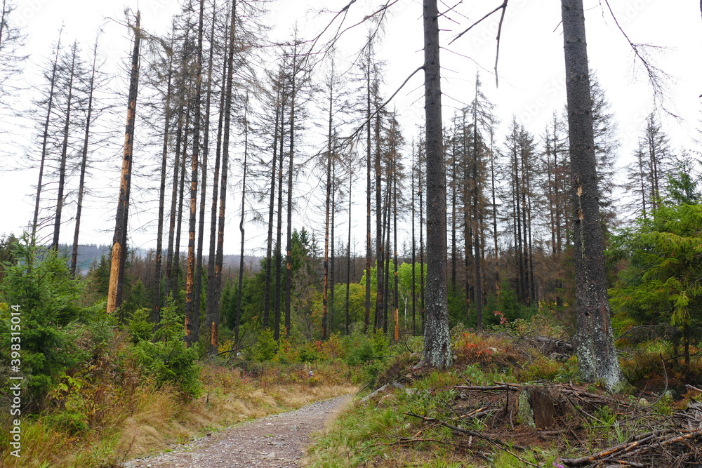 Obraz premium Catastrophic forest dying in Germany. Reason is climate change, dryness and immense reproduction of the bark beetles. Near Torfhaus, Harz Brocken moutain, Northern Germany.