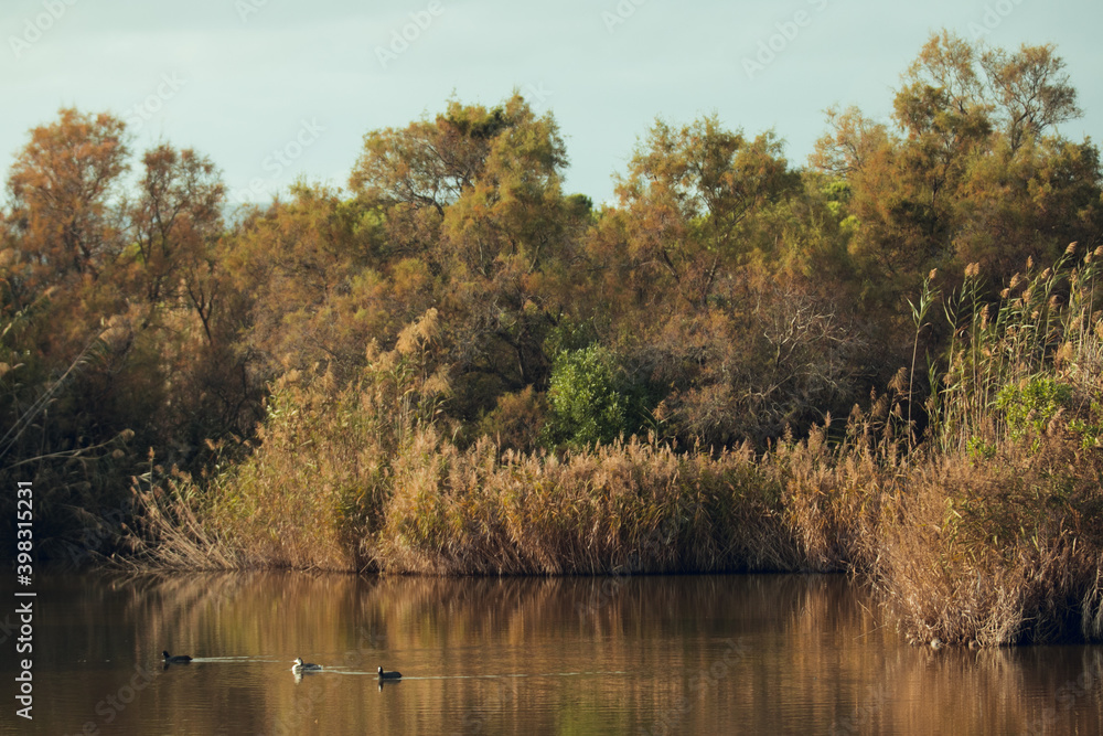great crested grebe swimming in the natural park of delta del llobregat great crested grebe swimming in the natural park of delta del llobregat