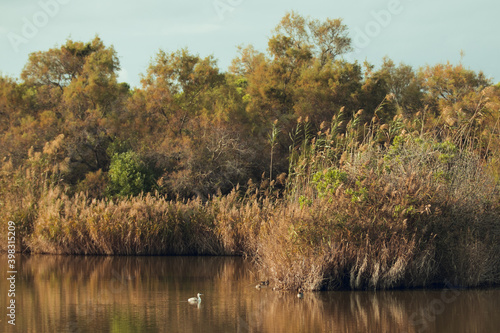 Canvas Print great crested grebe swimming in the natural park of delta del llobregat